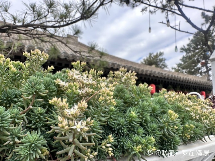 甘肃六月花草与多肉