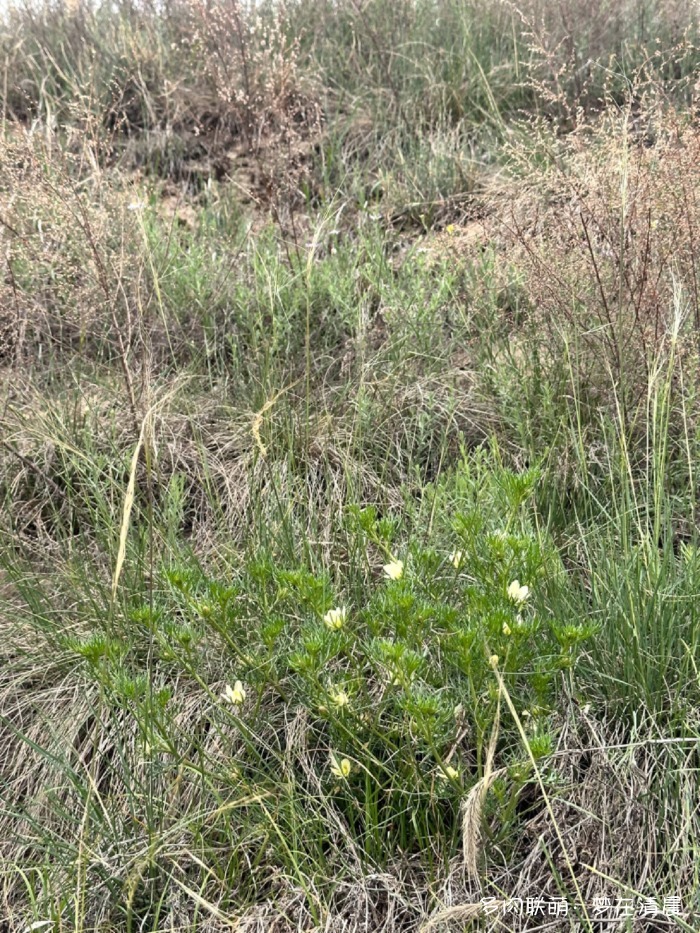 甘肃六月花草与多肉