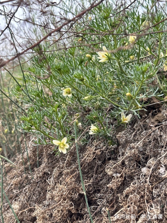 甘肃六月花草与多肉