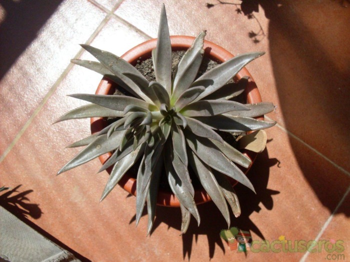 贝飞达 Echeveria bifida