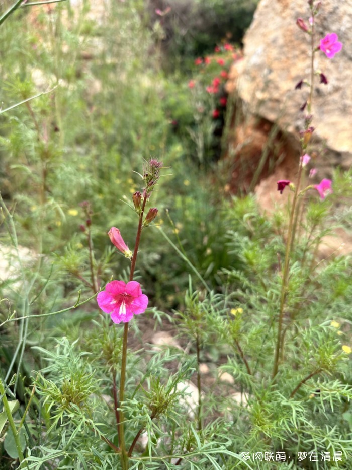 甘肃六月花草与多肉