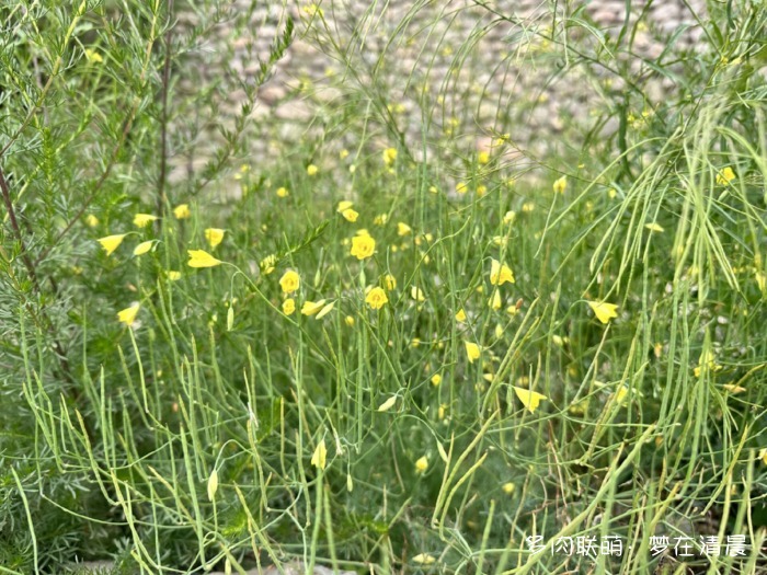 甘肃六月花草与多肉