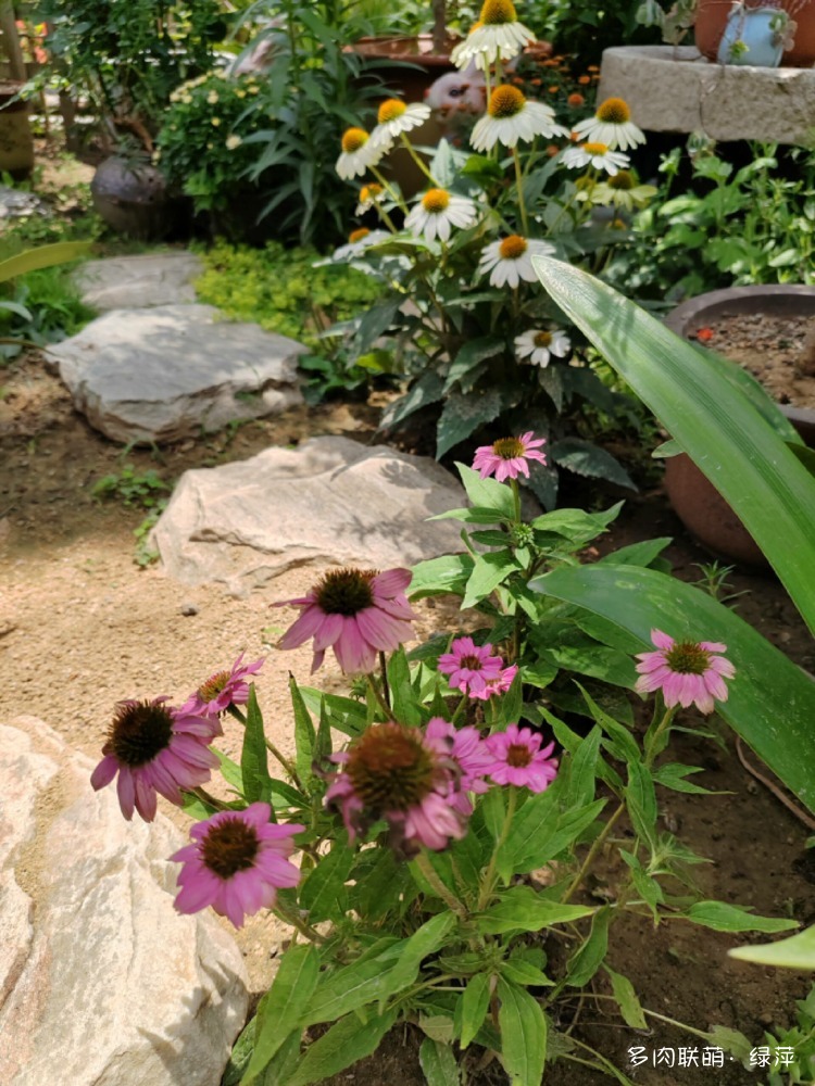 夏天六月的花与多肉