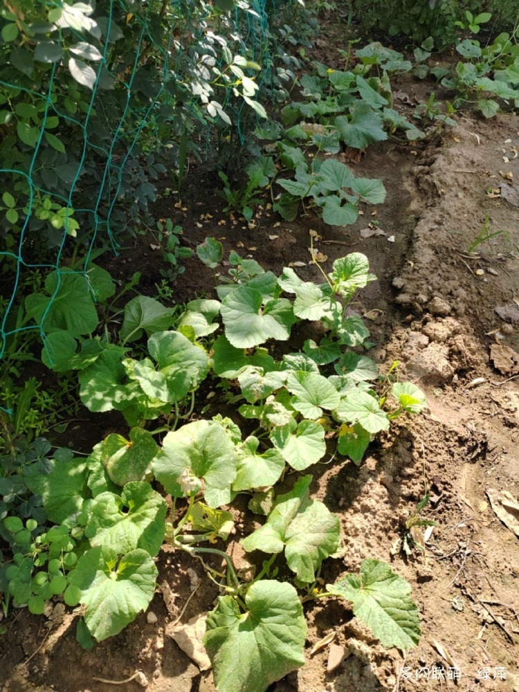 夏天六月的花与多肉