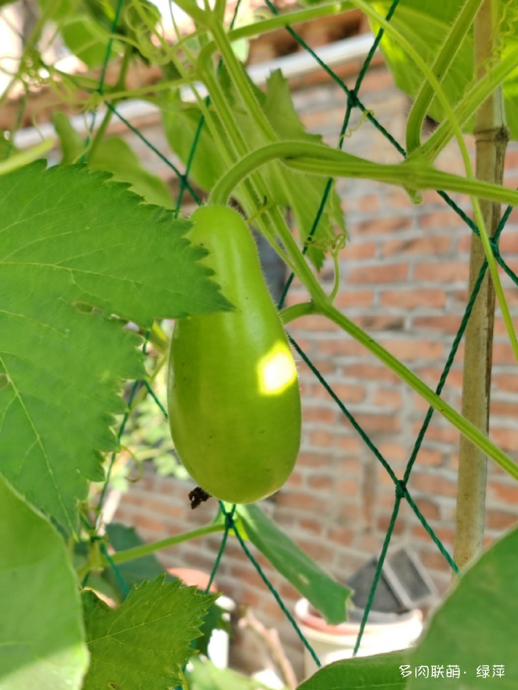 夏天六月的花与多肉