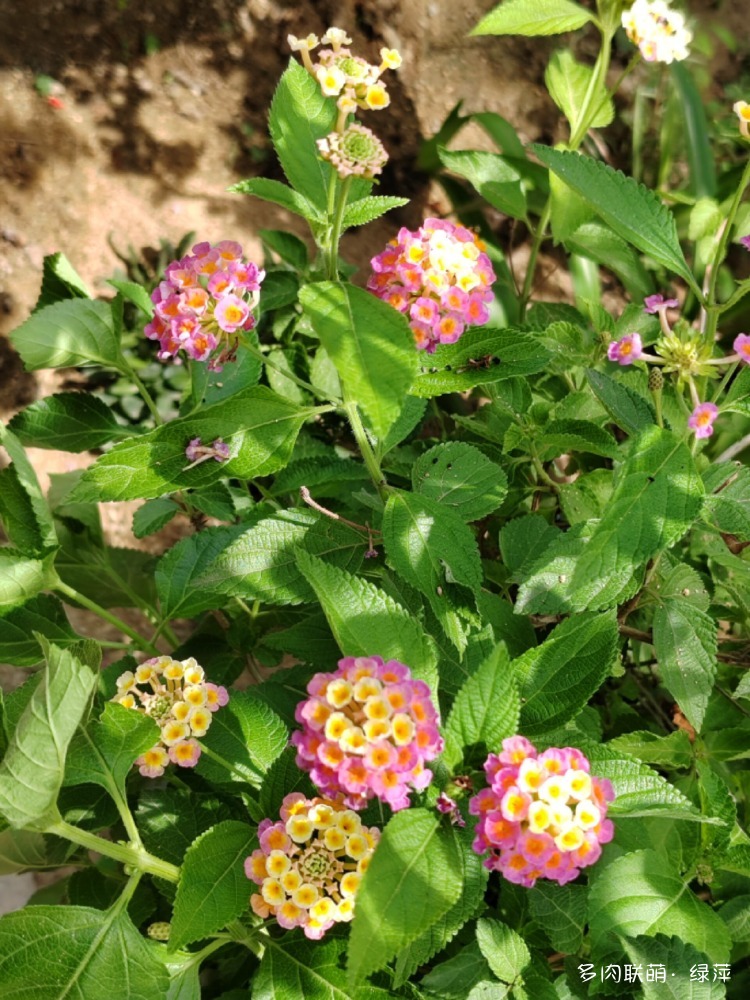 夏天六月的花与多肉