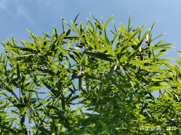 夏天六月的花与多肉