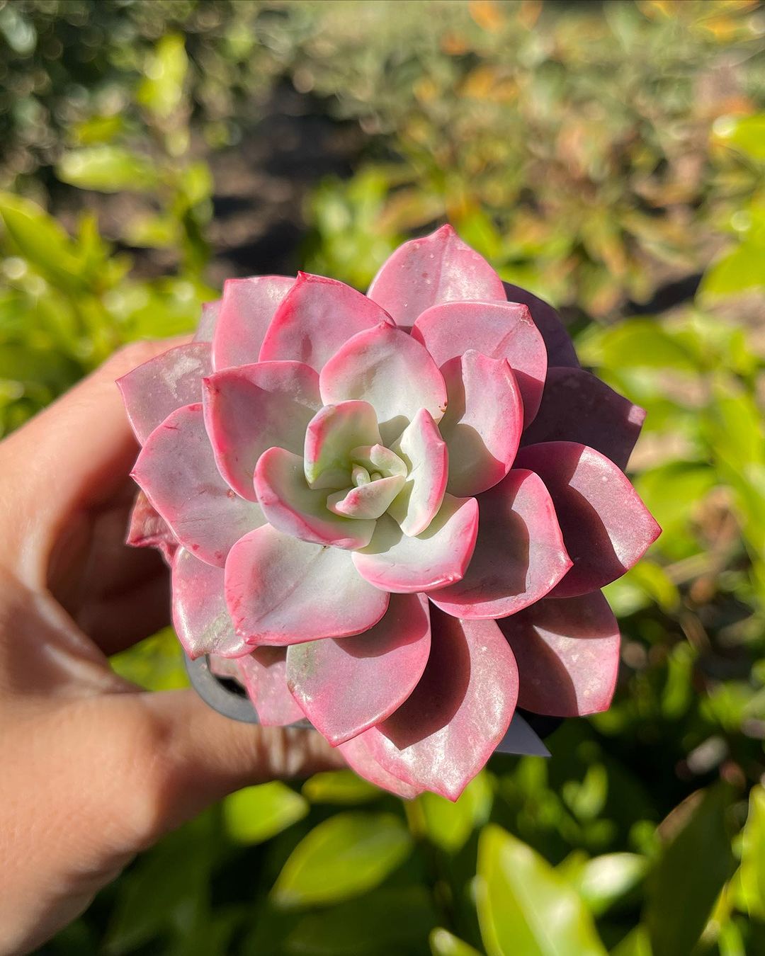Echeveria 'Pink Harin' variegated