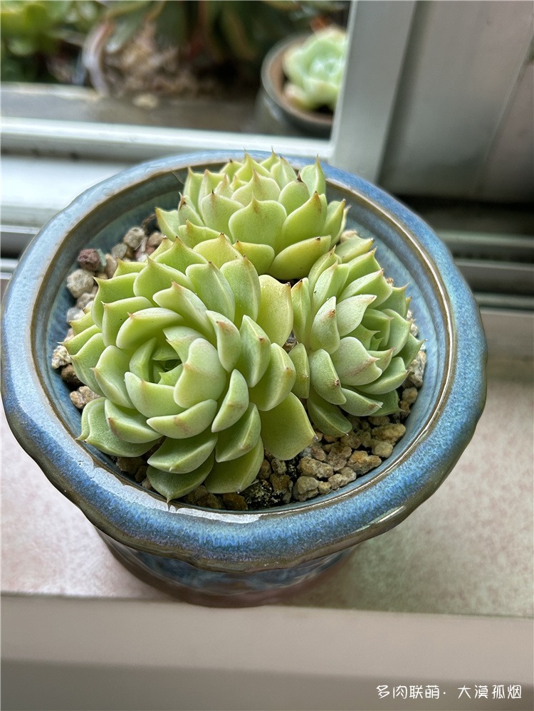 苯巴蒂斯