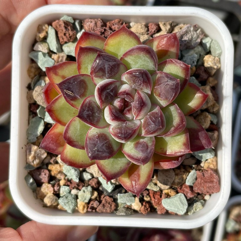 Echeveria pulidonis sp with drops 花月夜杂带瘤