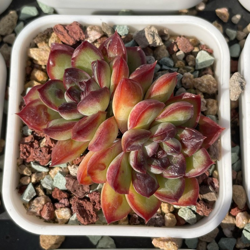 Echeveria pulidonis sp with drops 花月夜杂带瘤