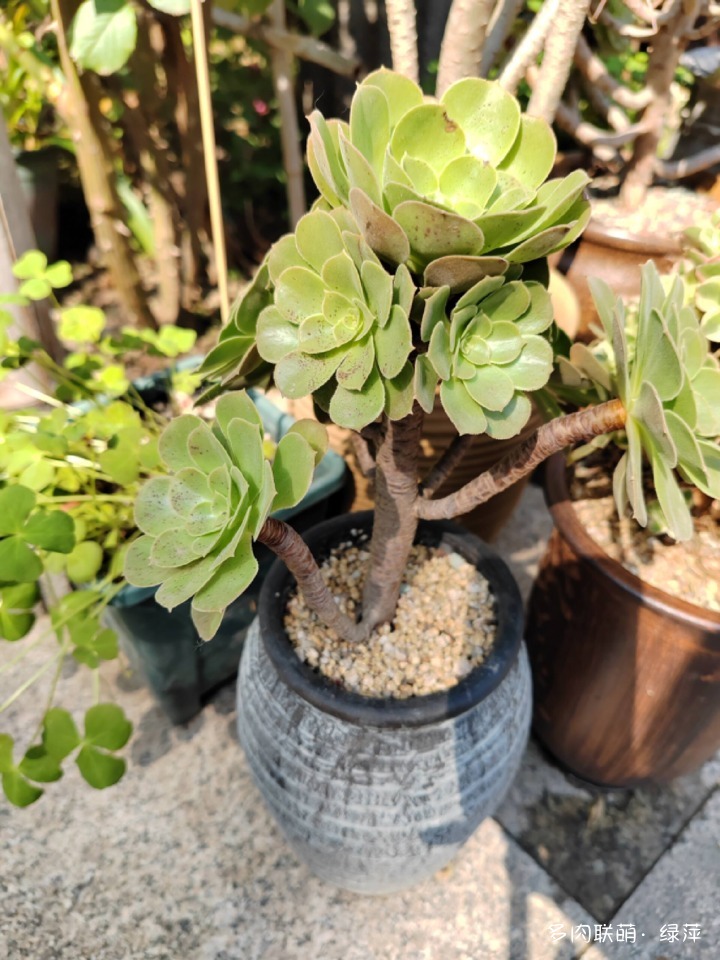 山东多肉小院，秋来了