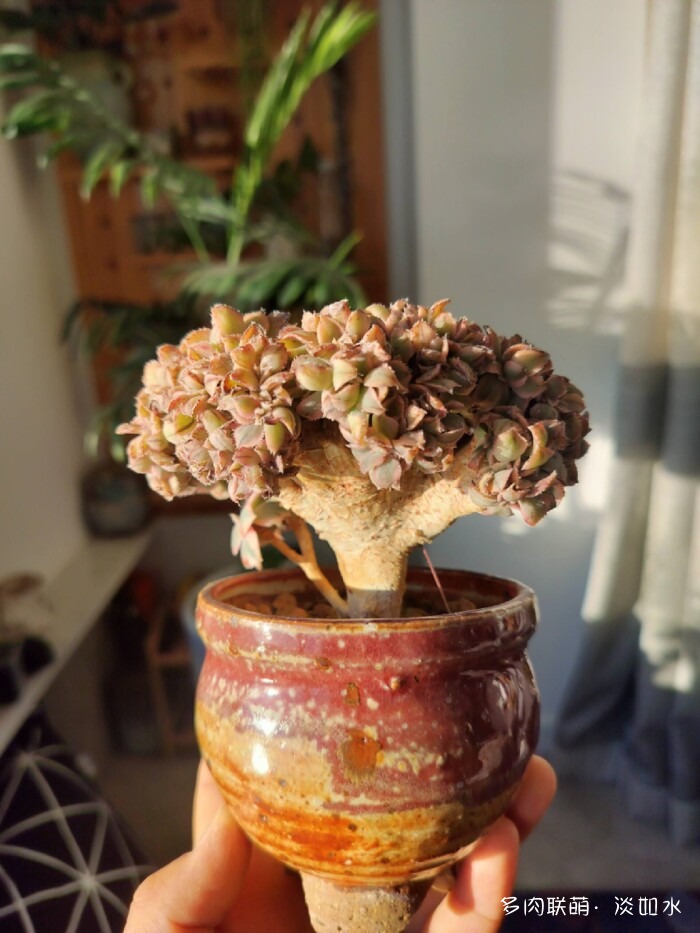 东北秋末的多肉与花草