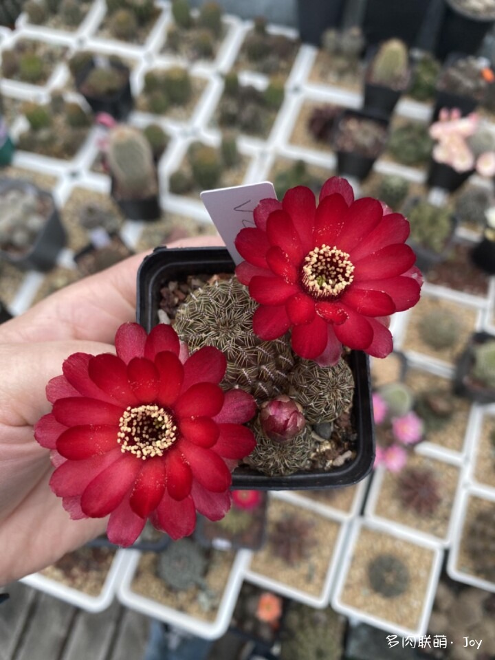 形形色色的仙人球花