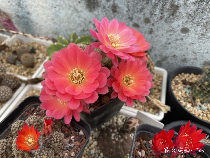 形形色色的仙人球花