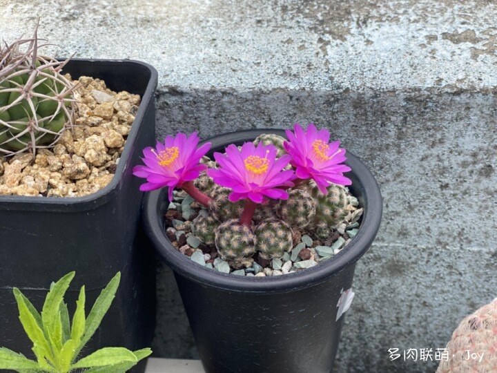形形色色的仙人球花