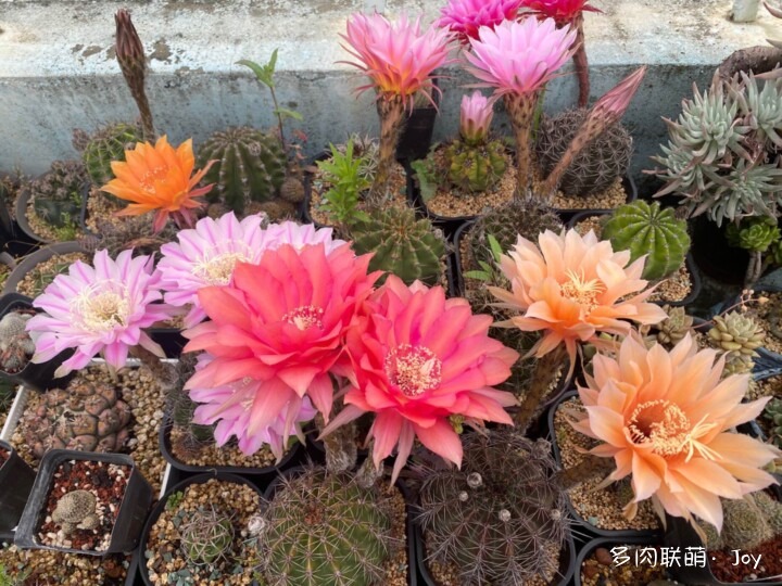 形形色色的仙人球花
