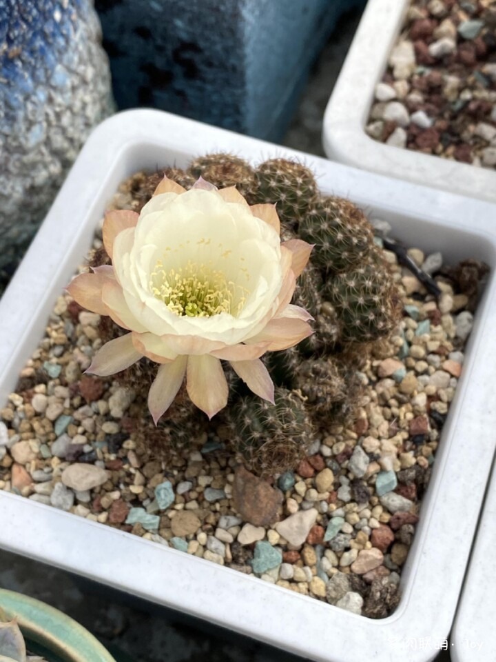 形形色色的仙人球花