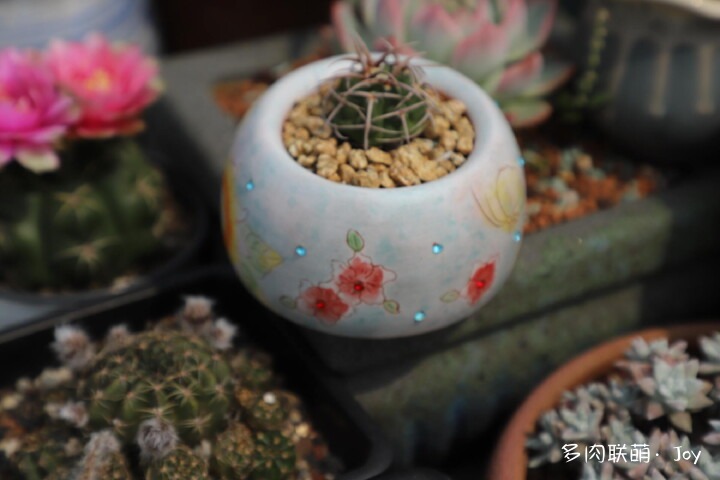 形形色色的仙人球花