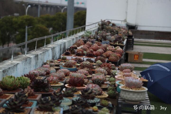 各种拟石莲属小包子