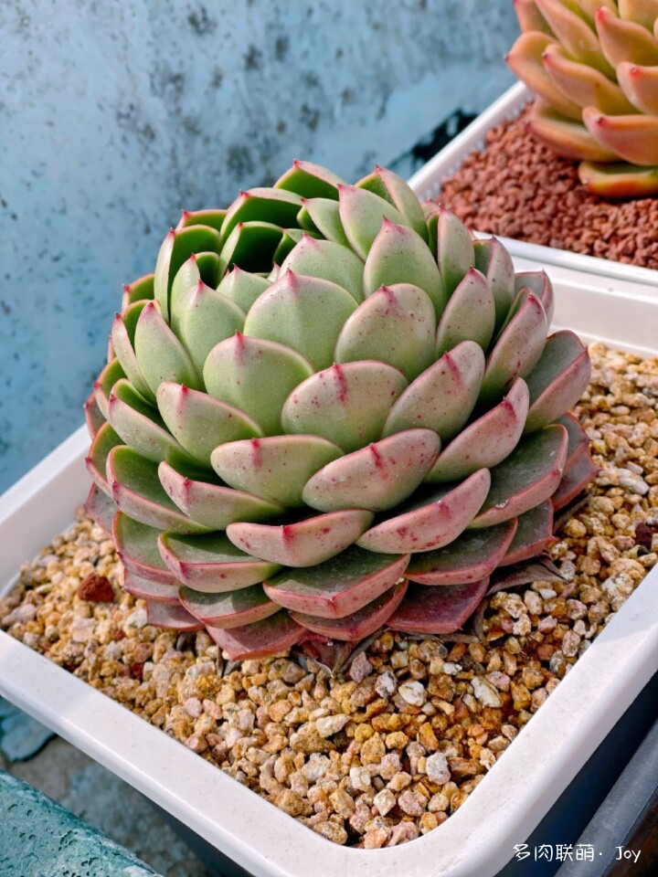 各种拟石莲属小包子