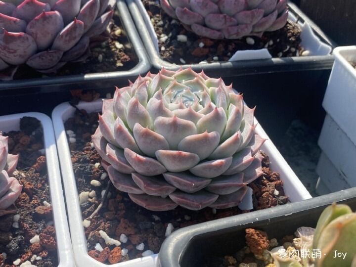 各种拟石莲属小包子