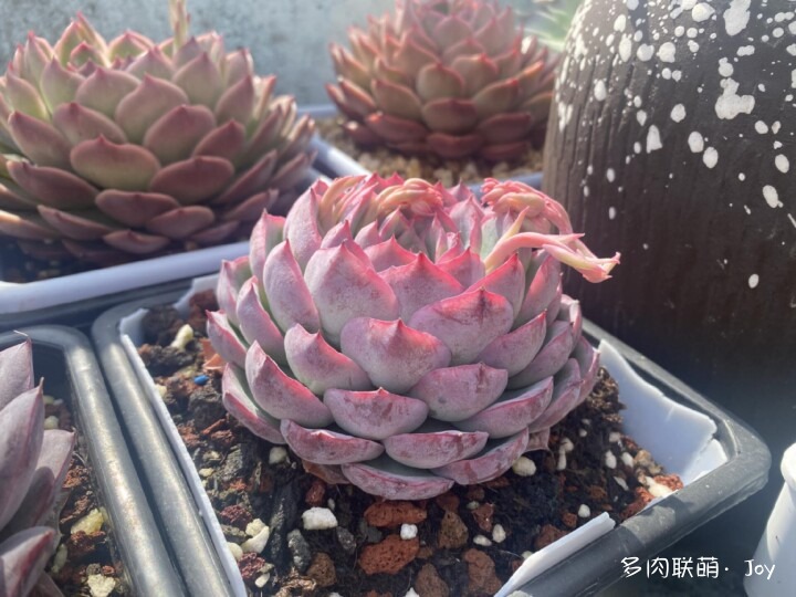 各种拟石莲属小包子