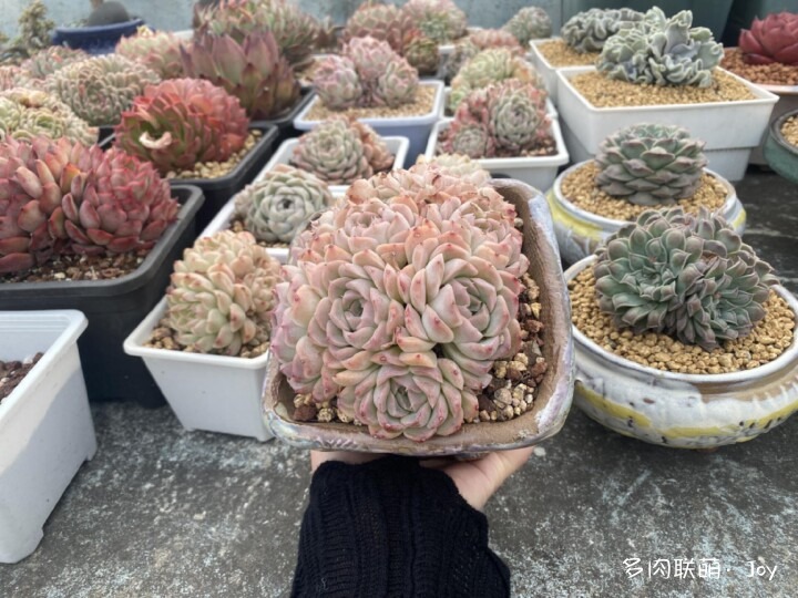 各种拟石莲属小包子