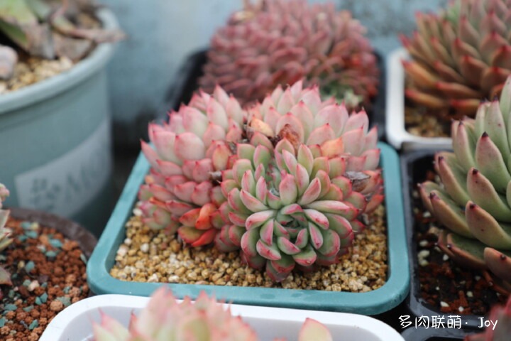 各种拟石莲属小包子