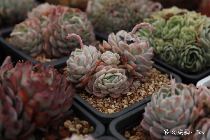 各种拟石莲属小包子