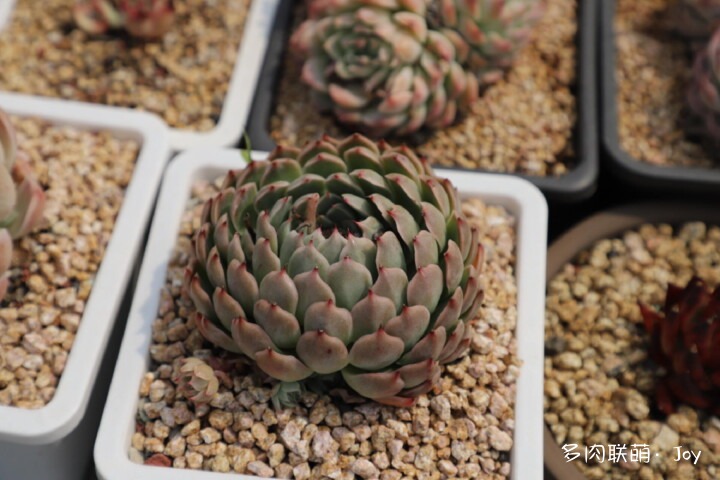 各种拟石莲属小包子