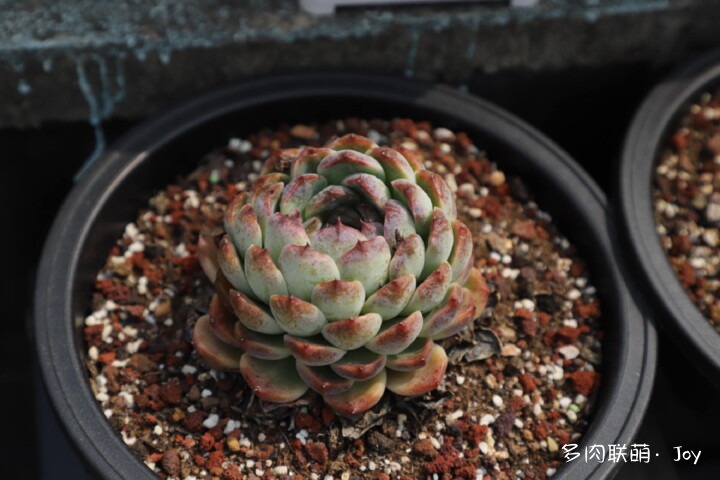 各种拟石莲属小包子