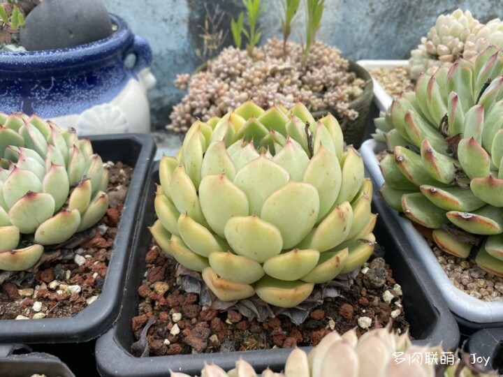 各种拟石莲属小包子
