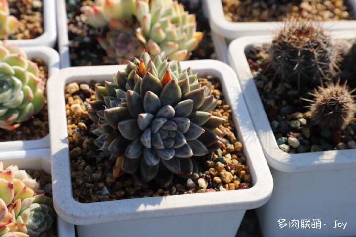 各种拟石莲属小包子