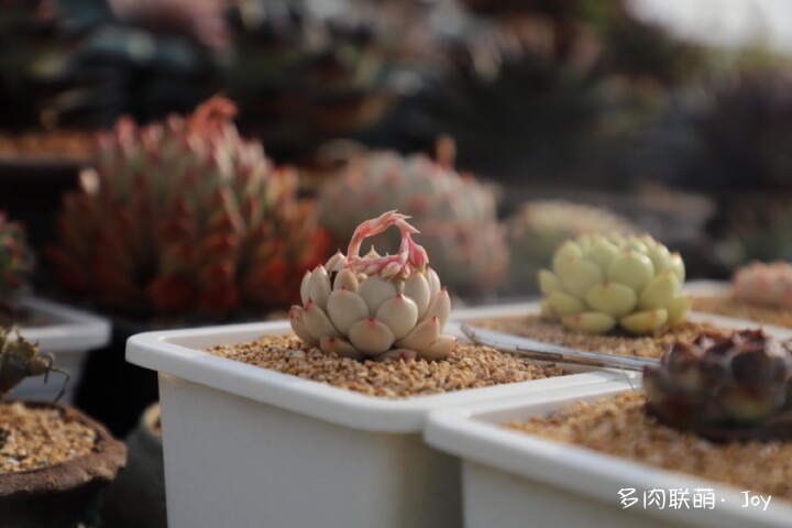 各种拟石莲属小包子
