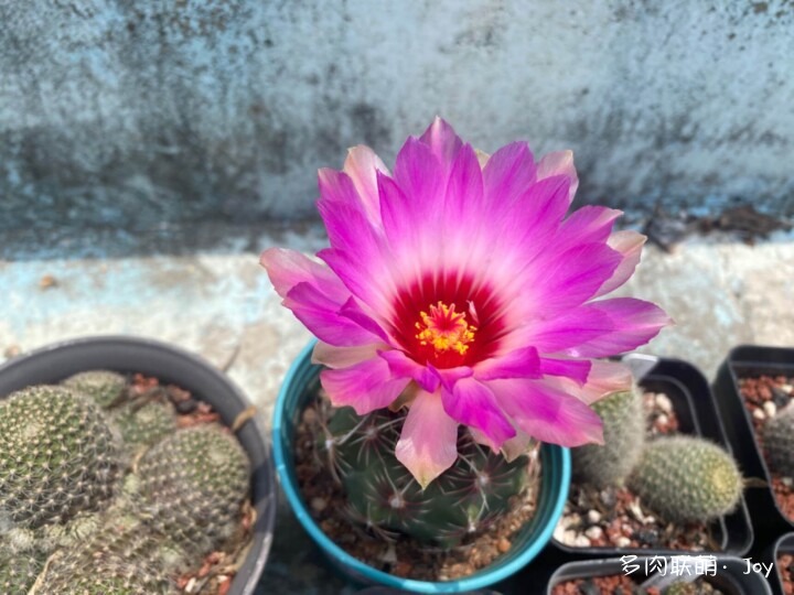 形形色色的仙人球花