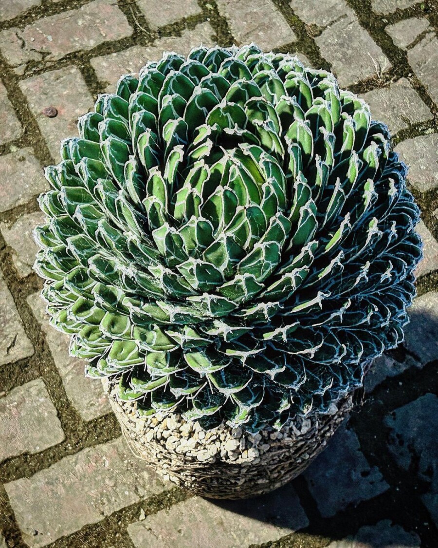 笹之雪 Agave victoriae-reginae