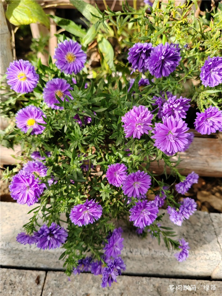 紫菀，又名荷兰菊