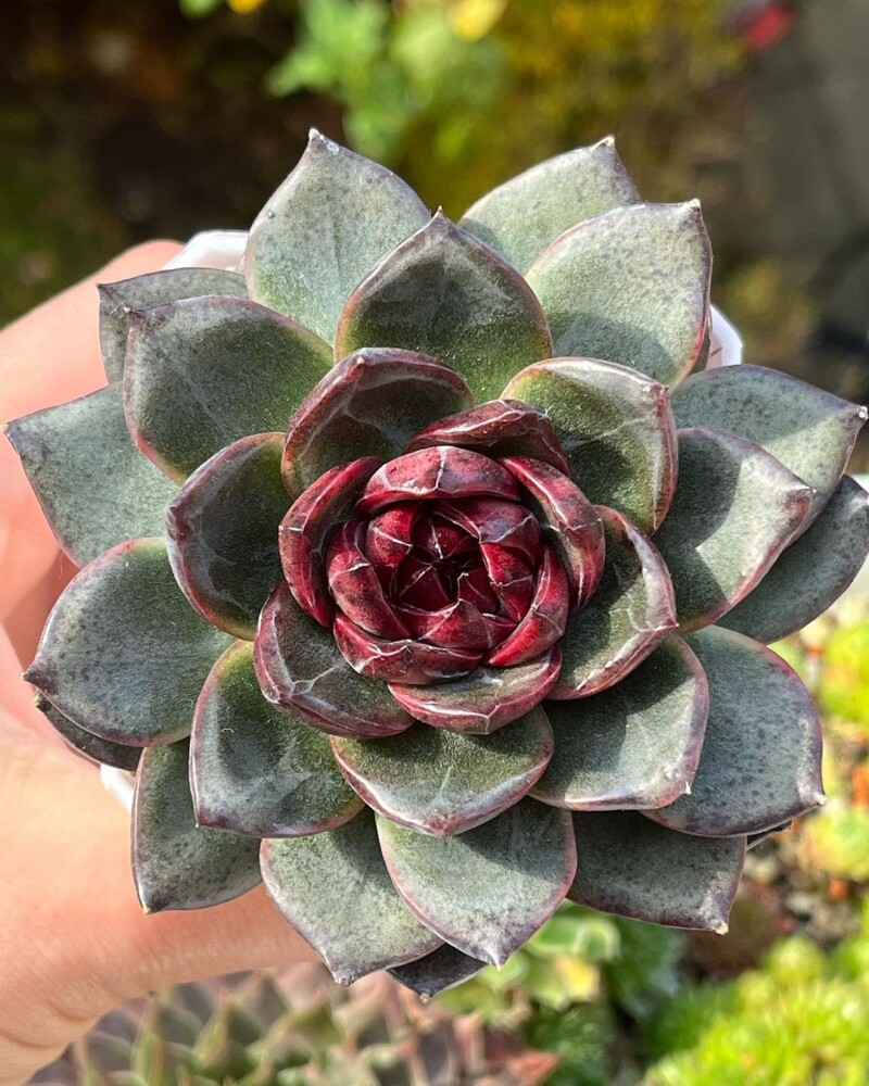 Echeveria 'Blak Bear'
