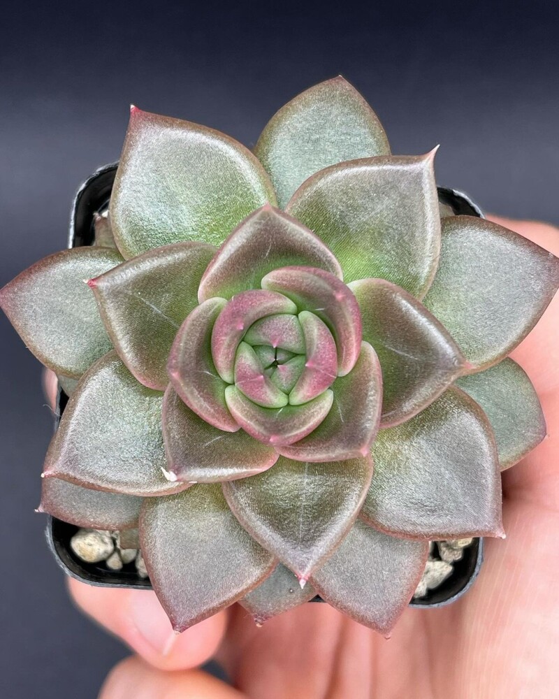  Echeveria 'Clarice'