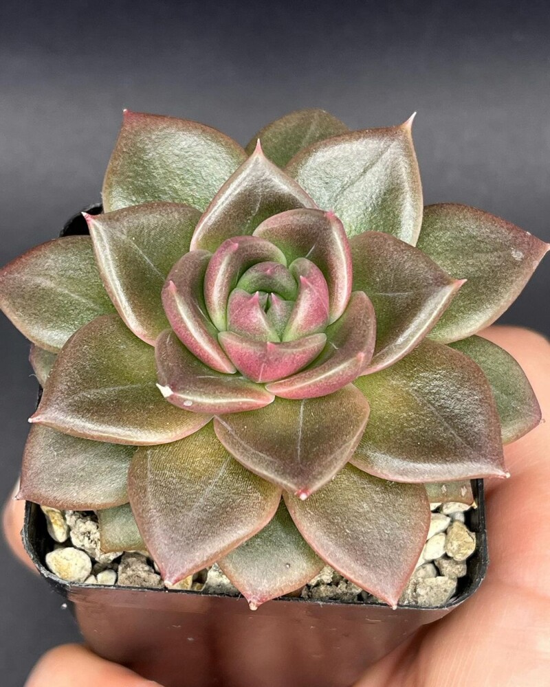  Echeveria 'Clarice'