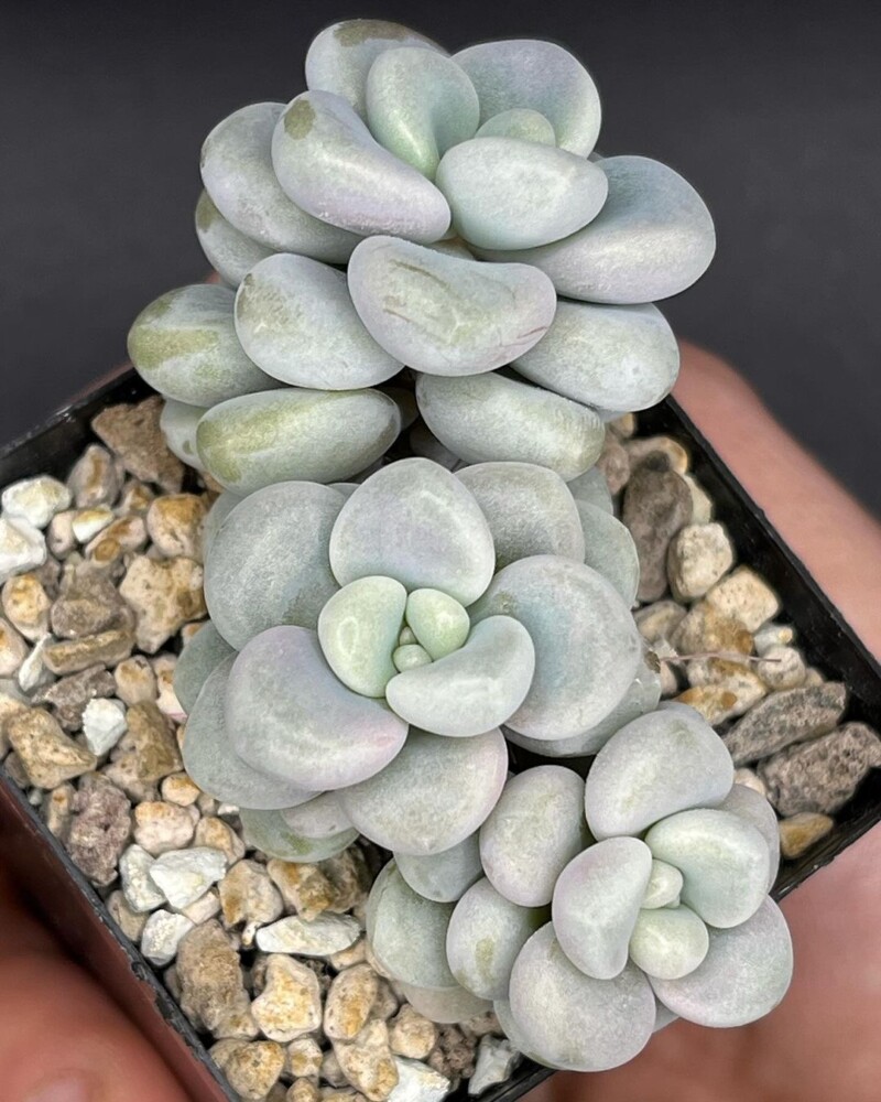 Graptosedum 'Daruma Shu- rei'
