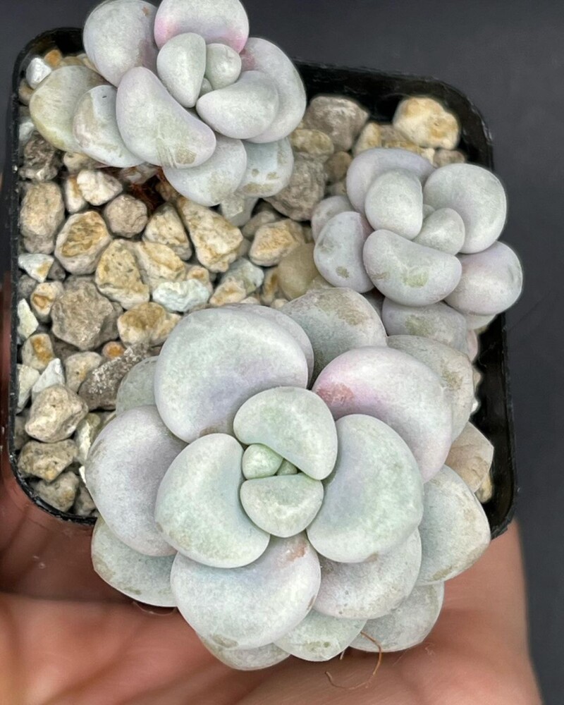 Graptosedum 'Daruma Shu- rei'