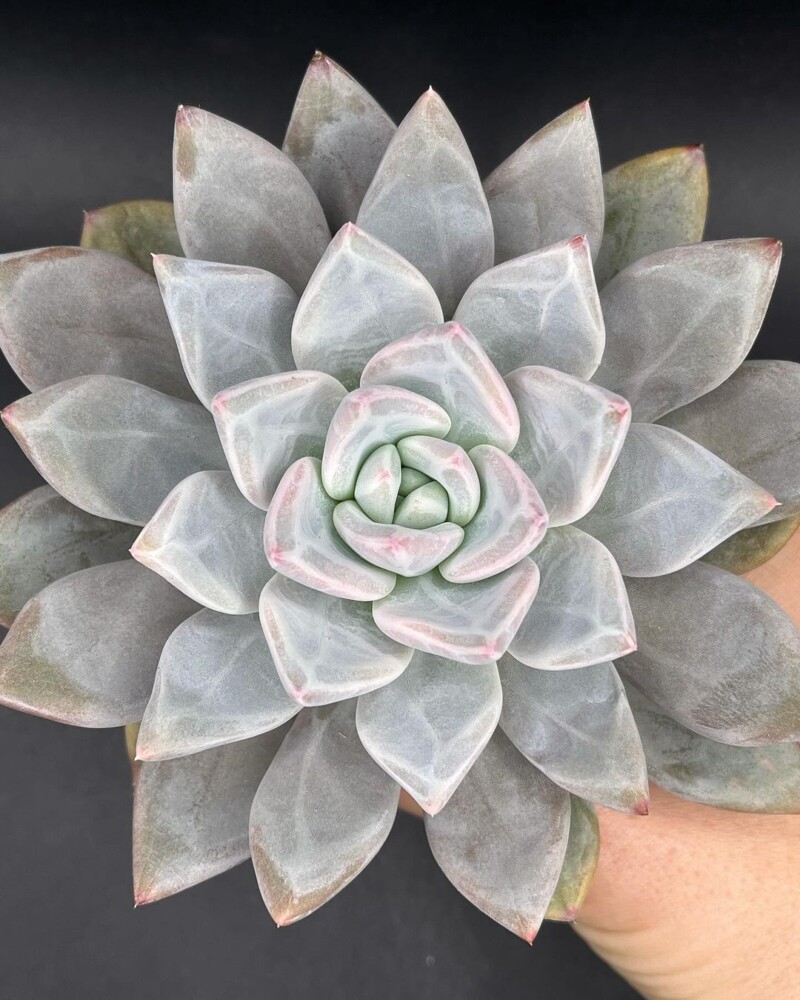 Echeveria 'Cloudfare'