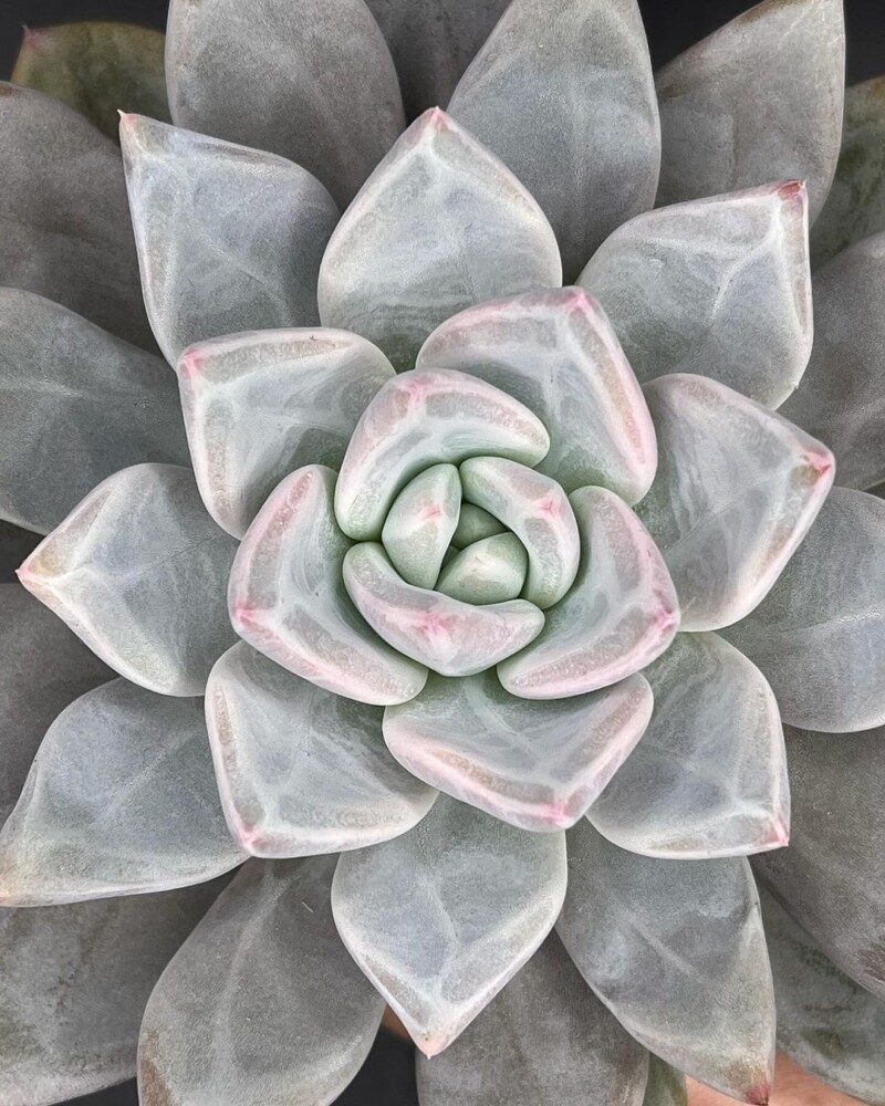 Echeveria 'Cloudfare'
