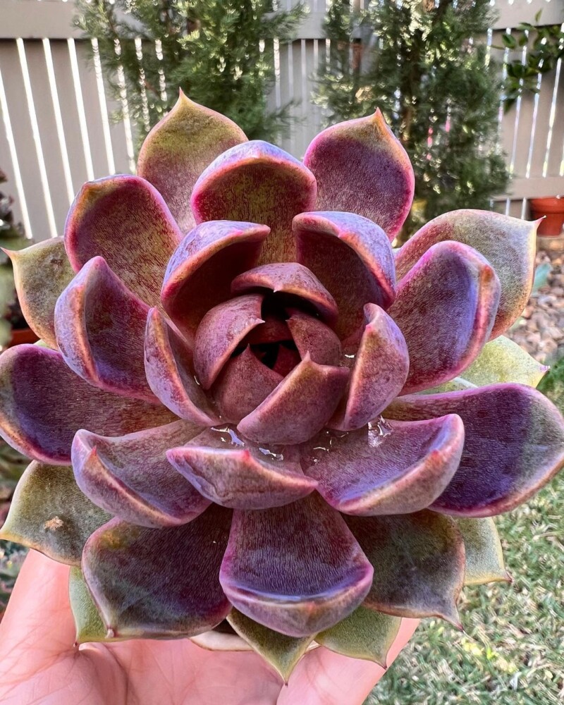Echeveria 'Amethyst' 紫水晶？