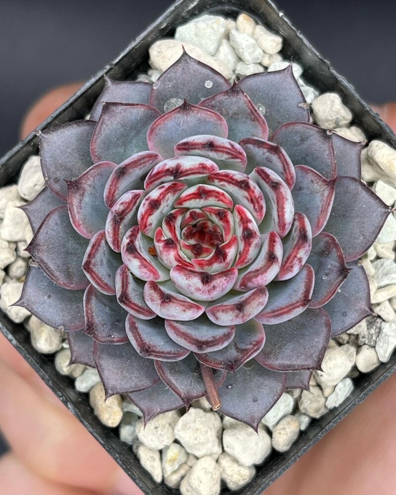 Echeveria caamanoi x minima