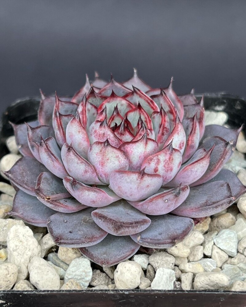 Echeveria caamanoi x minima