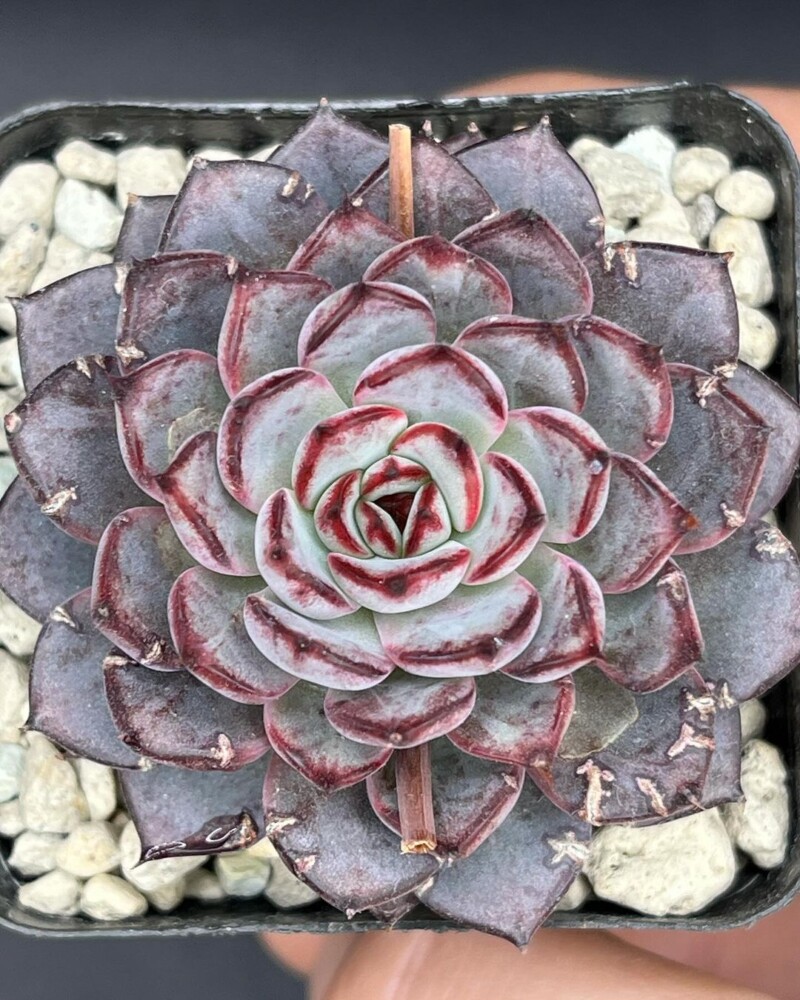 Echeveria caamanoi x minima