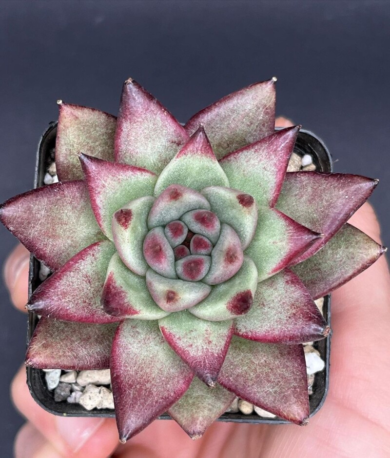 Echeveria agavoides 'Electra’